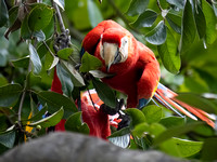 Scarlet Macaw looking at you