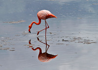 Galapagos flamingo in pond