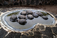 Tortoise Share The Pond