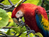 Scarlet Macaws