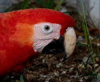 Scarlette Macaw