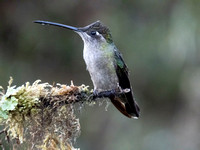 Long beak Hummingbird