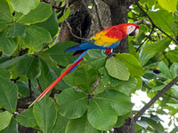 Scarlet Macaw profile
