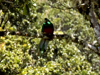 Costa Rica Quetzal