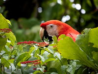 Scarlet Macaw in field of green leaves