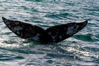 Gray Whale Fluke