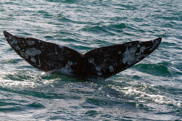 Gray Whale Fluke