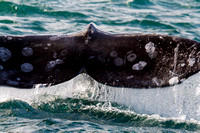 Whale fluke at Dive