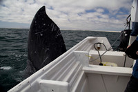 Gray whale fluke at boat